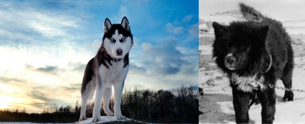 Sakhalin Husky vs Alaskan Husky - Breed Comparison