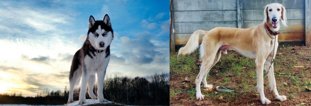 Saluki vs Alaskan Husky - Breed Comparison