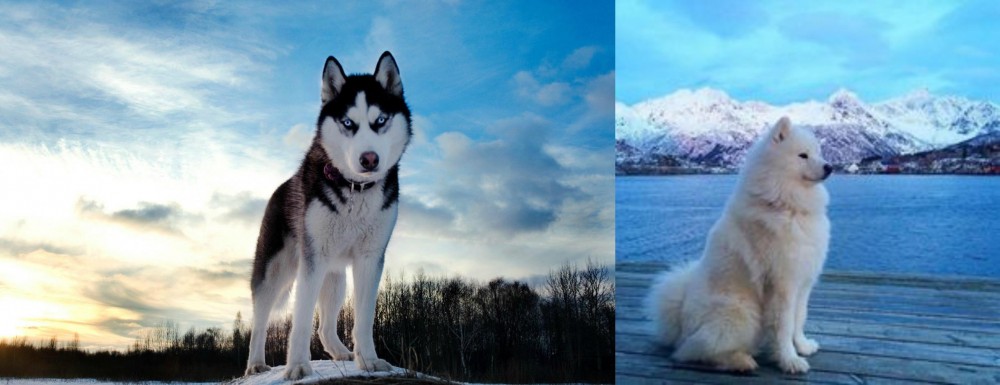 Samoyed vs Alaskan Husky - Breed Comparison