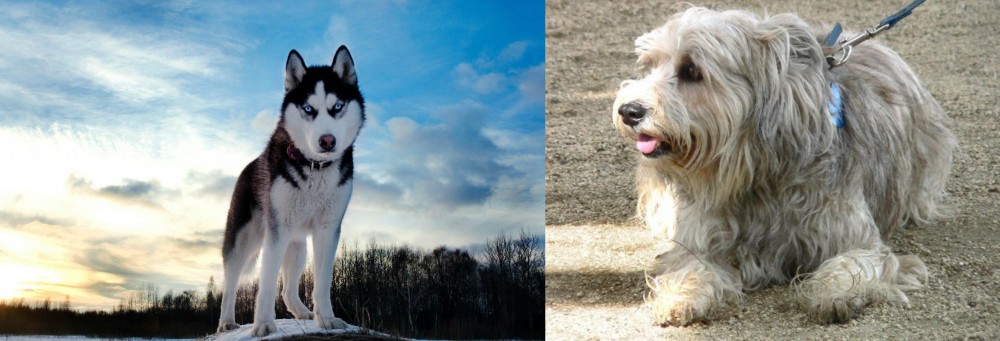 Sapsali vs Alaskan Husky - Breed Comparison