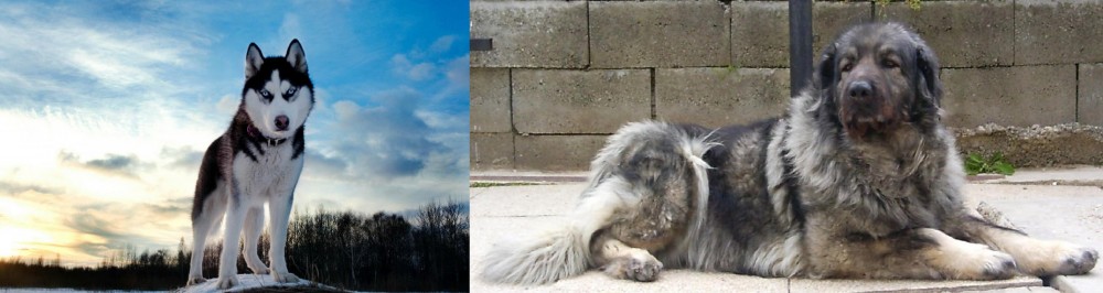 Sarplaninac vs Alaskan Husky - Breed Comparison