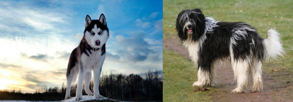 Schapendoes vs Alaskan Husky - Breed Comparison