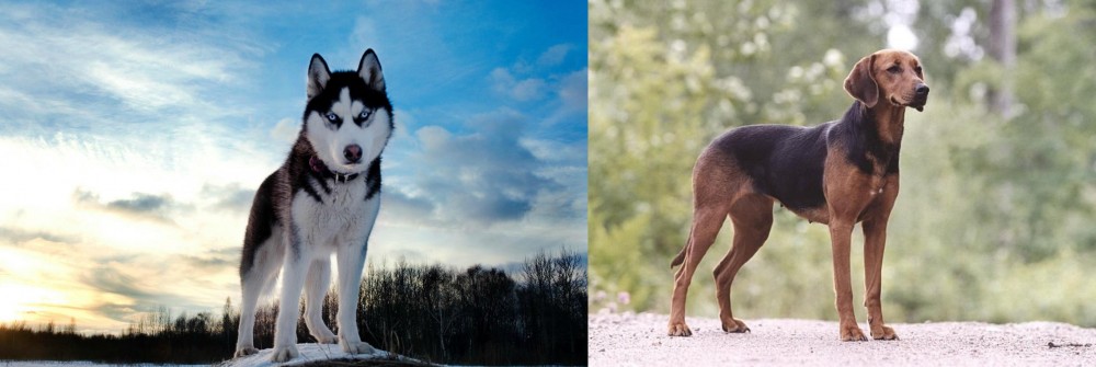 Schillerstovare vs Alaskan Husky - Breed Comparison