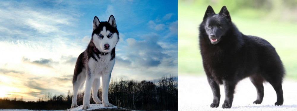 Schipperke vs Alaskan Husky - Breed Comparison