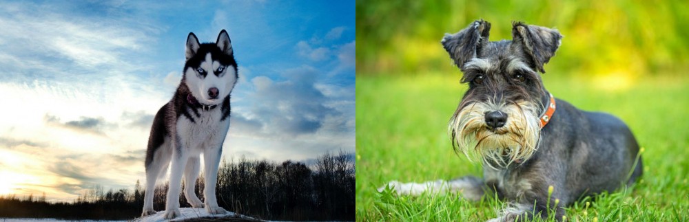 Schnauzer vs Alaskan Husky - Breed Comparison