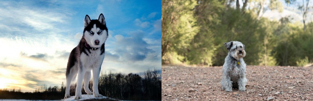 Schnoodle vs Alaskan Husky - Breed Comparison