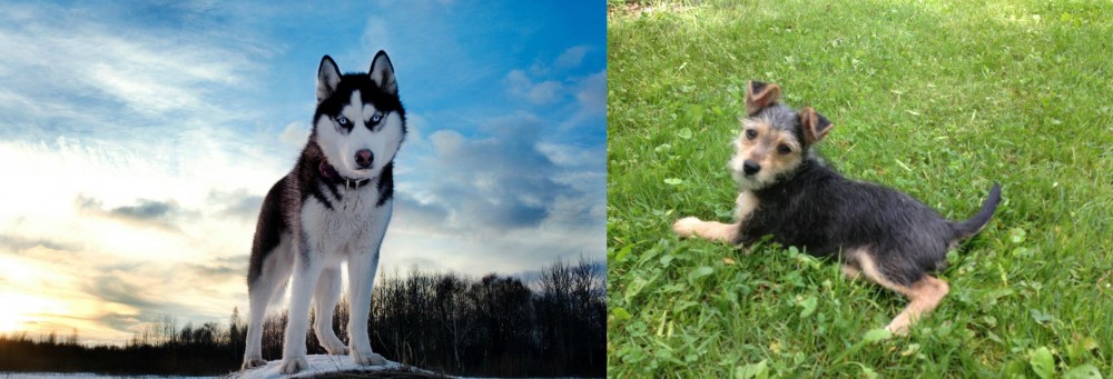 Schnorkie vs Alaskan Husky - Breed Comparison