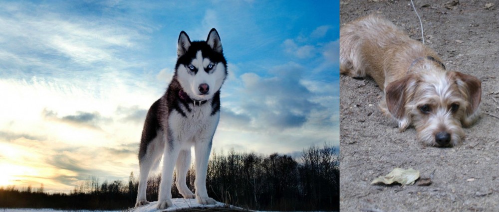 Schweenie vs Alaskan Husky - Breed Comparison