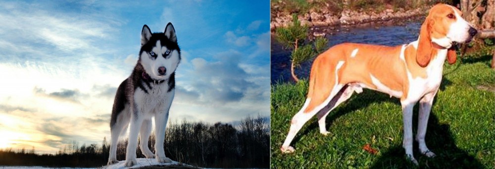 Schweizer Laufhund vs Alaskan Husky - Breed Comparison
