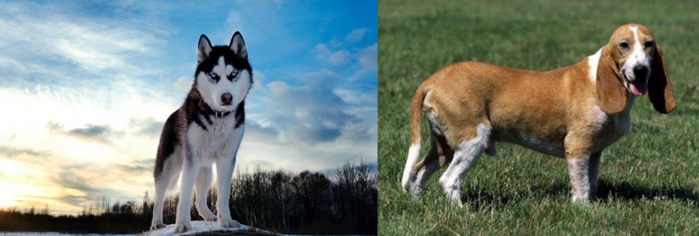 Schweizer Niederlaufhund vs Alaskan Husky - Breed Comparison