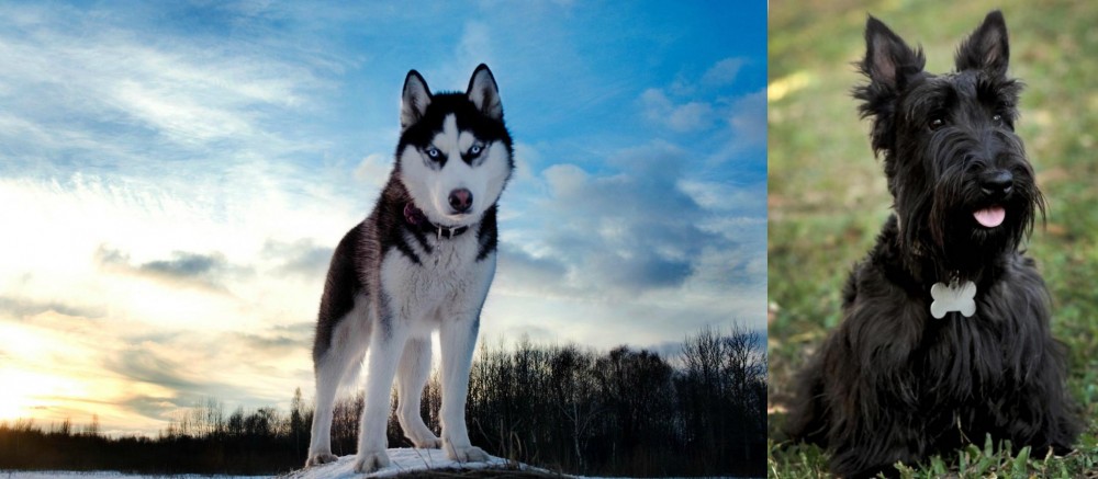 Scoland Terrier vs Alaskan Husky - Breed Comparison