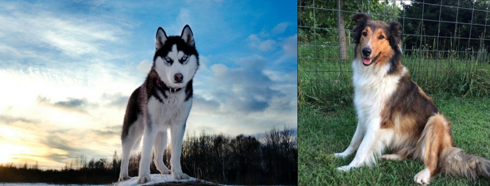 Scotch Collie vs Alaskan Husky - Breed Comparison