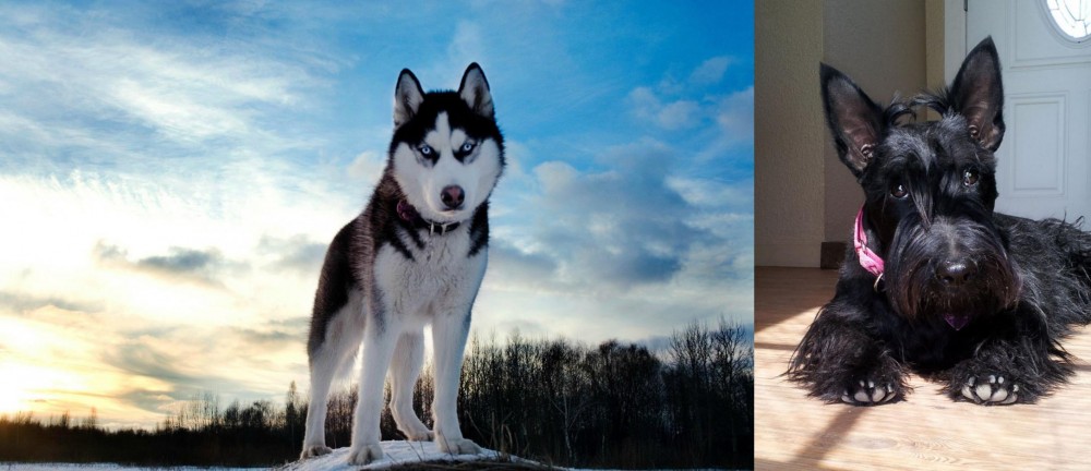 Scottish Terrier vs Alaskan Husky - Breed Comparison