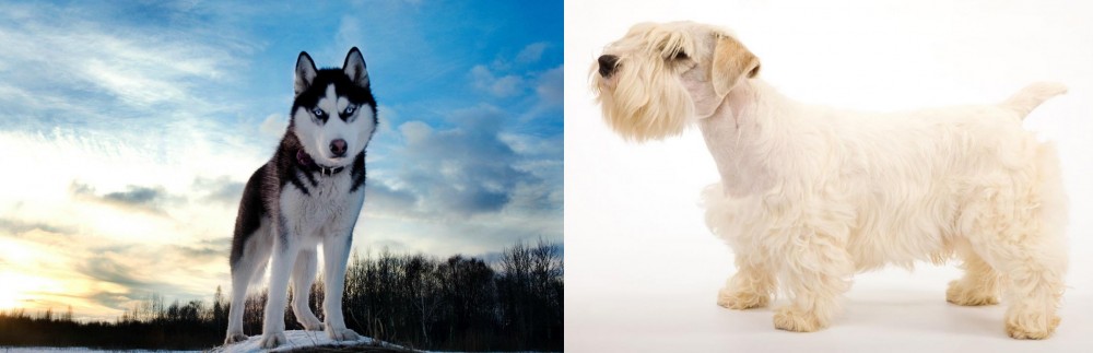 Sealyham Terrier vs Alaskan Husky - Breed Comparison