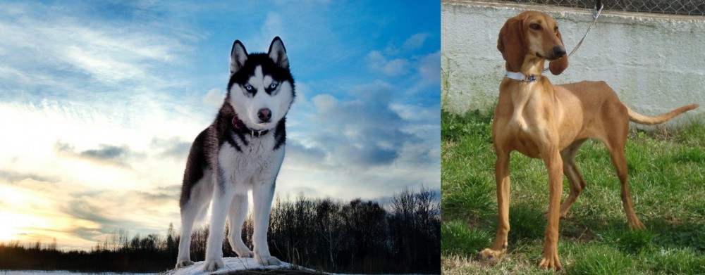 Segugio Italiano vs Alaskan Husky - Breed Comparison