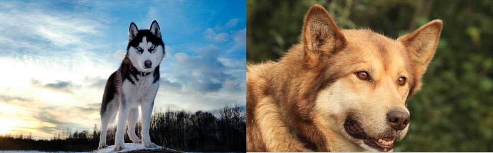 Seppala Siberian Sleddog vs Alaskan Husky - Breed Comparison