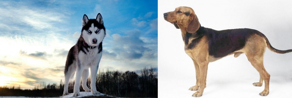 Serbian Hound vs Alaskan Husky - Breed Comparison