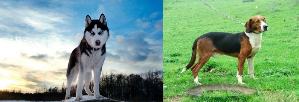Serbian Tricolour Hound vs Alaskan Husky - Breed Comparison