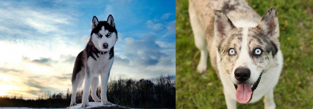 Shepherd Husky vs Alaskan Husky - Breed Comparison