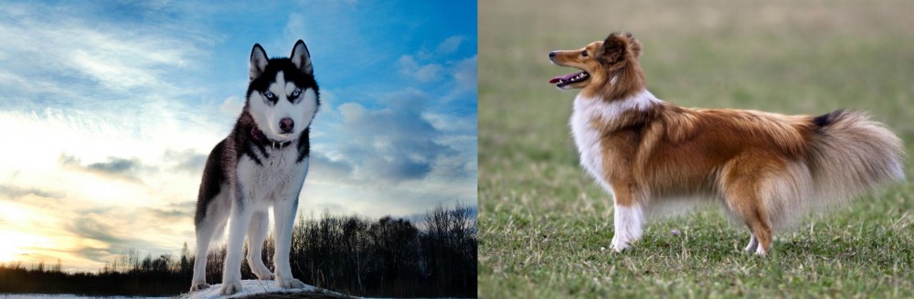 Shetland Sheepdog vs Alaskan Husky - Breed Comparison