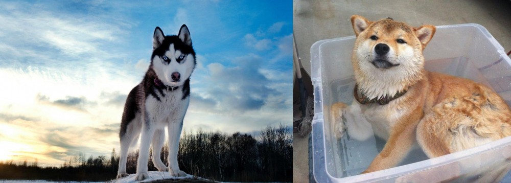 Shiba Inu vs Alaskan Husky - Breed Comparison