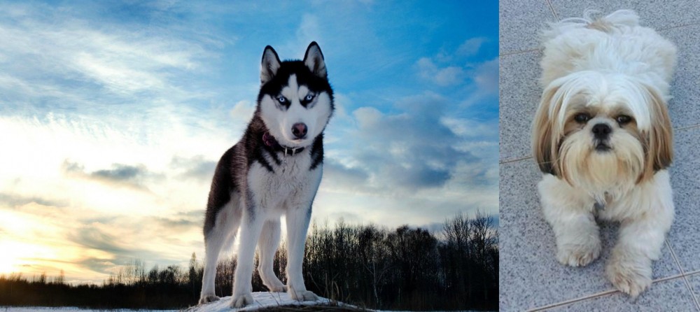 Shih Tzu vs Alaskan Husky - Breed Comparison