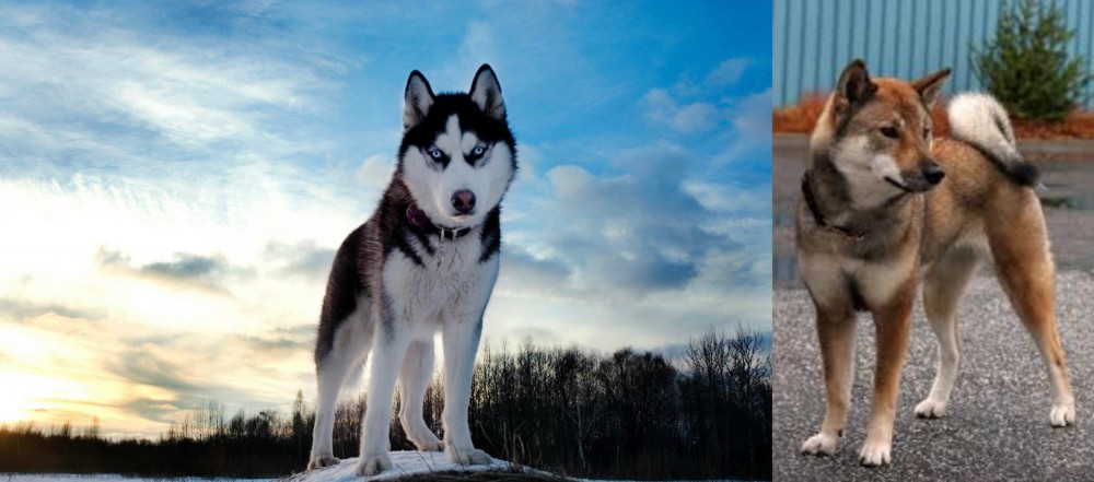Shikoku vs Alaskan Husky - Breed Comparison
