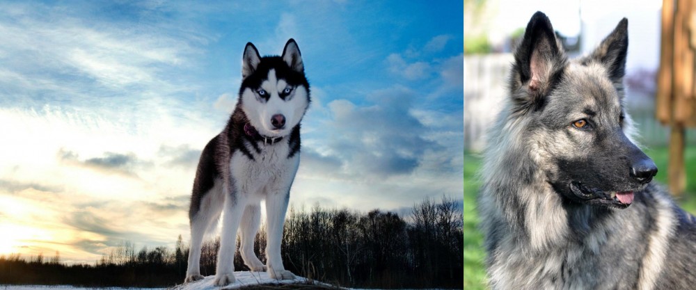 Shiloh Shepherd vs Alaskan Husky - Breed Comparison