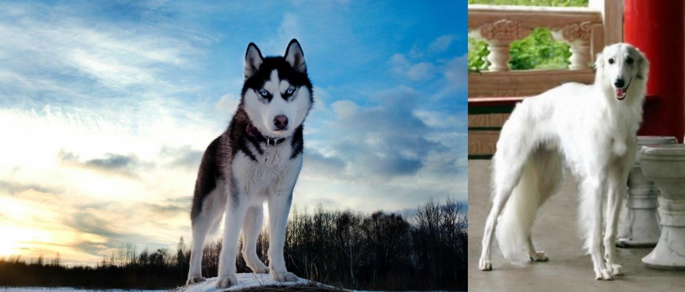 Silken Windhound vs Alaskan Husky - Breed Comparison