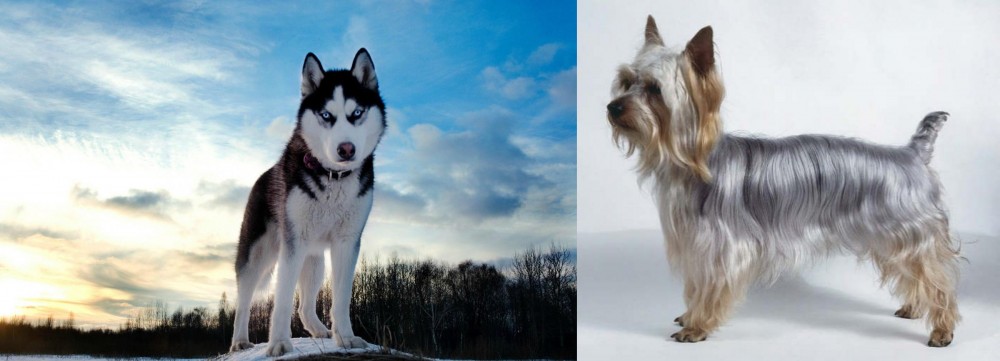 Silky Terrier vs Alaskan Husky - Breed Comparison