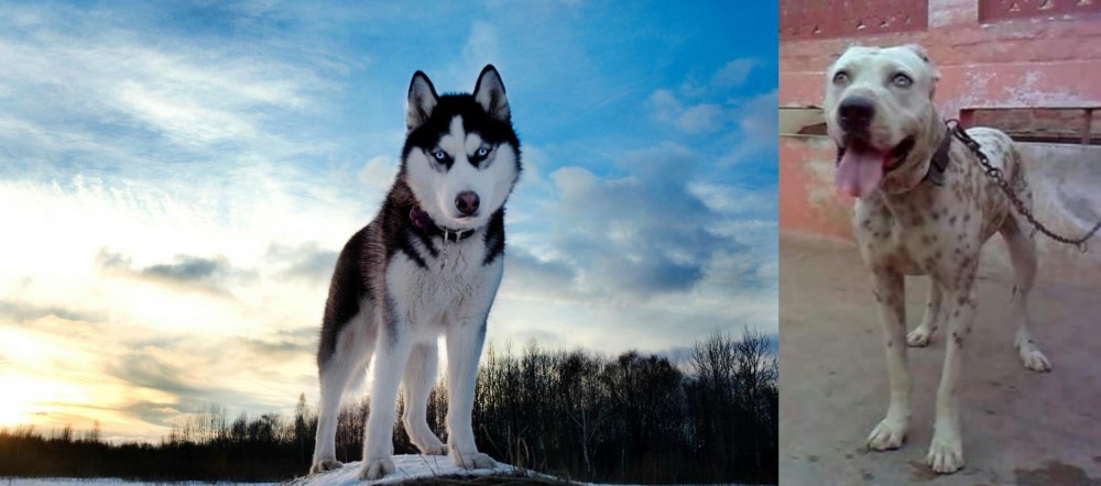 Sindh Mastiff vs Alaskan Husky - Breed Comparison