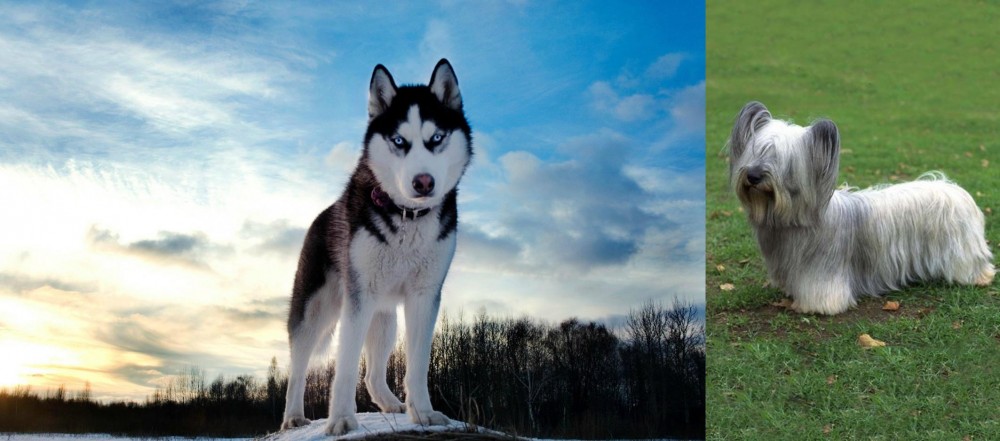 Skye Terrier vs Alaskan Husky - Breed Comparison
