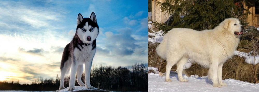 Slovak Cuvac vs Alaskan Husky - Breed Comparison