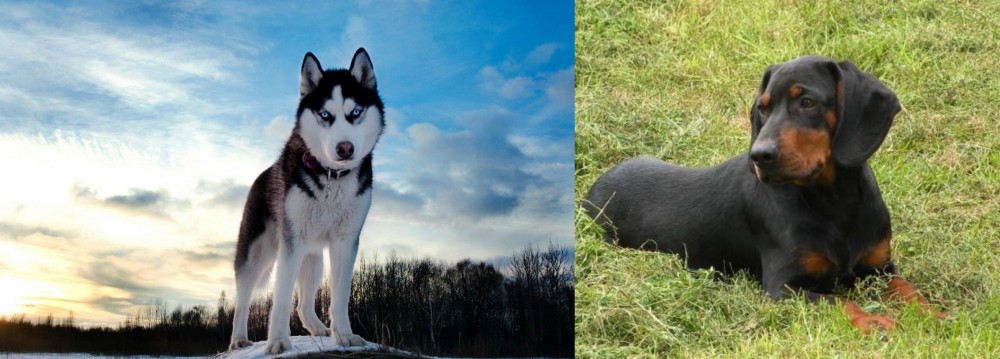 Slovakian Hound vs Alaskan Husky - Breed Comparison