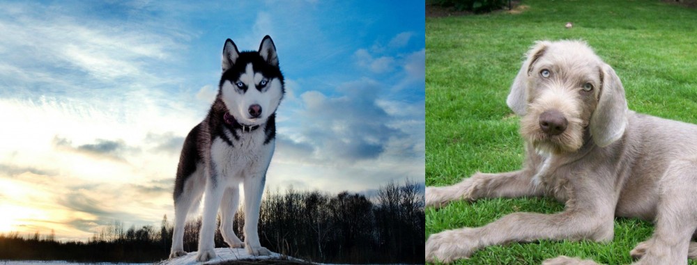 Slovakian Rough Haired Pointer vs Alaskan Husky - Breed Comparison
