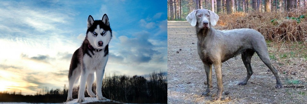 Slovensky Hrubosrsty Stavac vs Alaskan Husky - Breed Comparison