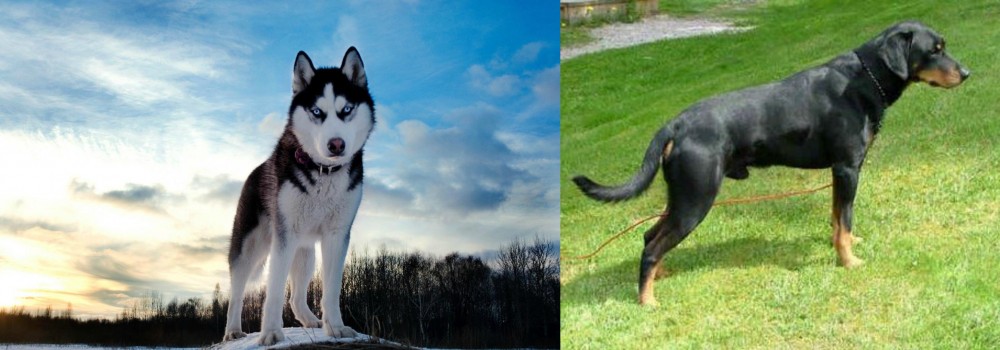 Smalandsstovare vs Alaskan Husky - Breed Comparison