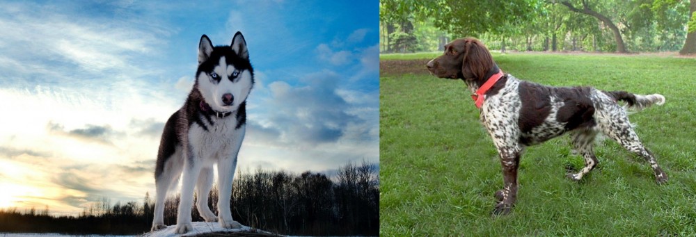 Small Munsterlander vs Alaskan Husky - Breed Comparison