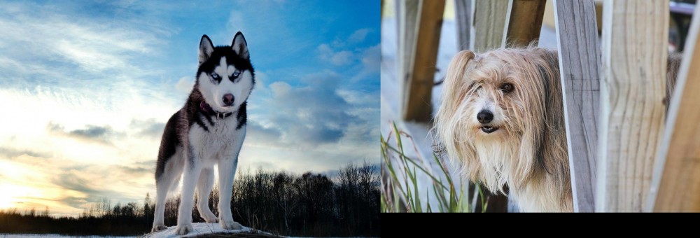 Smithfield vs Alaskan Husky - Breed Comparison
