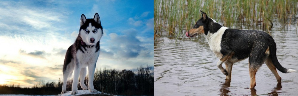 Smooth Collie vs Alaskan Husky - Breed Comparison