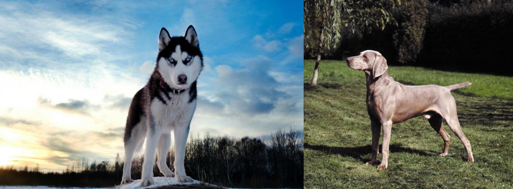 Smooth Haired Weimaraner vs Alaskan Husky - Breed Comparison