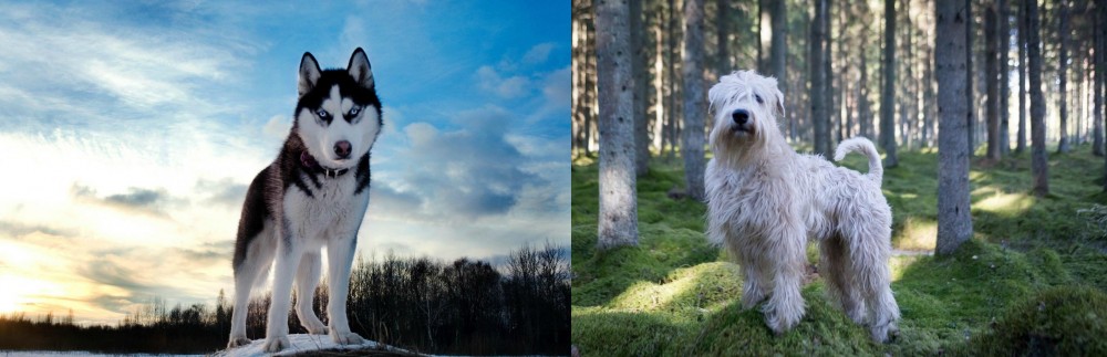 Soft-Coated Wheaten Terrier vs Alaskan Husky - Breed Comparison