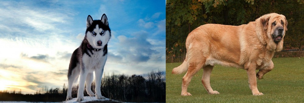 Spanish Mastiff vs Alaskan Husky - Breed Comparison