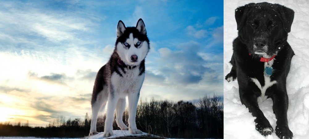 St. John's Water Dog vs Alaskan Husky - Breed Comparison