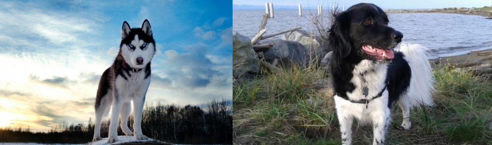 Stabyhoun vs Alaskan Husky - Breed Comparison