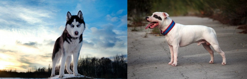 Staffordshire Bull Terrier vs Alaskan Husky - Breed Comparison