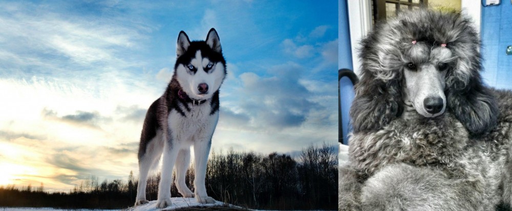Standard Poodle vs Alaskan Husky - Breed Comparison