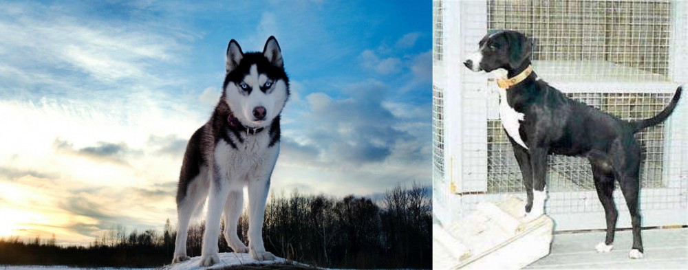 Stephens Stock vs Alaskan Husky - Breed Comparison