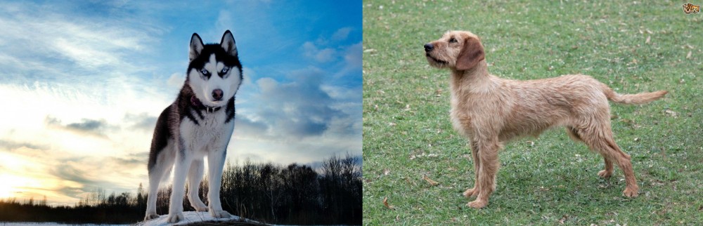 Styrian Coarse Haired Hound vs Alaskan Husky - Breed Comparison