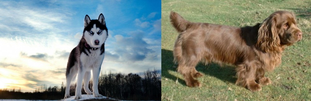 Sussex Spaniel vs Alaskan Husky - Breed Comparison